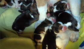 teg mickey babies day 2
