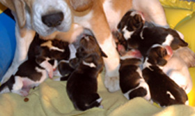 teg mickey babies day 2