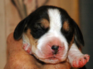mickey teg b2wk1