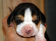 mickey teg b3wk1