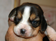 teg mickey b1 wk2