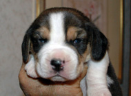 teg mickey b2 wk2