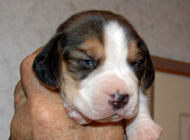 teg mickey b3 wk2