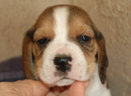 teg boy 2 week4