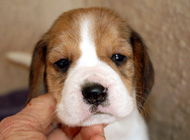 teg girl 3 week 4