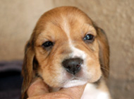 teg girl 4 week 4