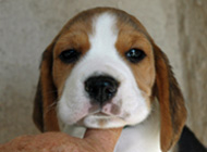 teg boy 3 week 6