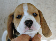 teg girl 2 week 6