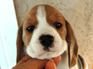 teg girl 3 week 6