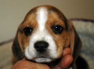 teg boy 1 week 7