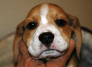 teg girl 2 week 7