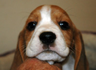 teg girl 3 week 7