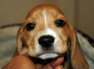 teg girl 4 week 7
