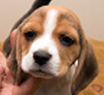 teg boy 1 week 8