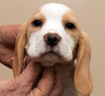 teg girl 1 week 8