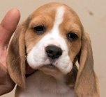 teg girl 2 week 8
