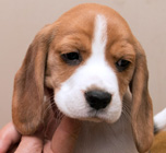 teg girl 3 week 8